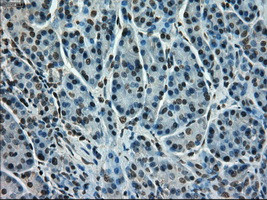 STK39 Antibody in Immunohistochemistry (Paraffin) (IHC (P))