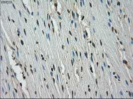 STK39 Antibody in Immunohistochemistry (Paraffin) (IHC (P))