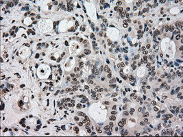 STK39 Antibody in Immunohistochemistry (Paraffin) (IHC (P))