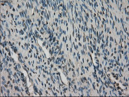 STK39 Antibody in Immunohistochemistry (Paraffin) (IHC (P))