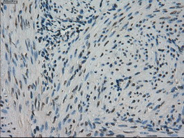 STK39 Antibody in Immunohistochemistry (Paraffin) (IHC (P))