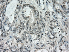 STK39 Antibody in Immunohistochemistry (Paraffin) (IHC (P))