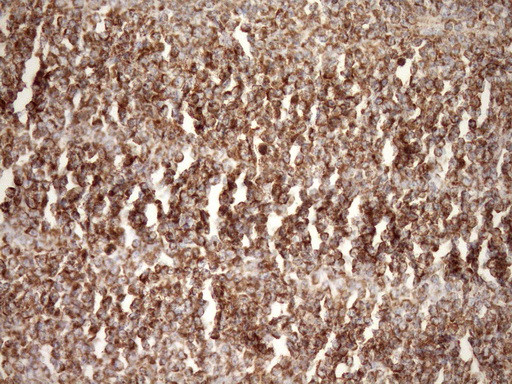 STOML2 Antibody in Immunohistochemistry (Paraffin) (IHC (P))