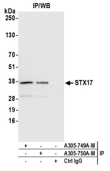 STX17 Antibody in Immunoprecipitation (IP)