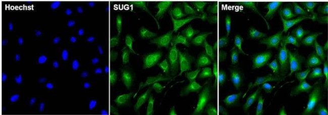 PSMC5 Antibody in Immunocytochemistry (ICC/IF)