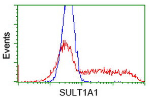 SULT1A1 Antibody in Flow Cytometry (Flow)