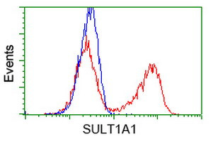SULT1A1 Antibody in Flow Cytometry (Flow)