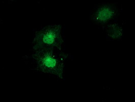 SULT1A1 Antibody in Immunocytochemistry (ICC/IF)