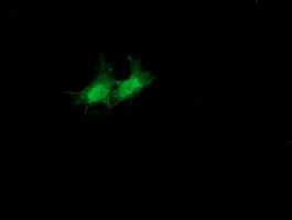 SULT1A1 Antibody in Immunocytochemistry (ICC/IF)