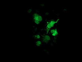 SULT1A1 Antibody in Immunocytochemistry (ICC/IF)