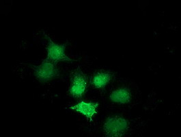 SULT1A1 Antibody in Immunocytochemistry (ICC/IF)