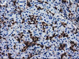 SULT1A1 Antibody in Immunohistochemistry (Paraffin) (IHC (P))