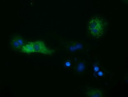 SULT2A1 Antibody in Immunocytochemistry (ICC/IF)