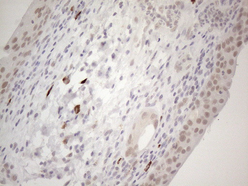 SUPT3H Antibody in Immunohistochemistry (Paraffin) (IHC (P))