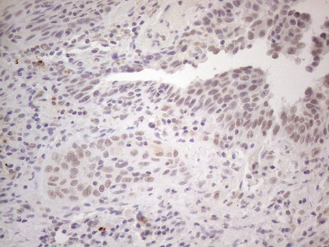 SUPT3H Antibody in Immunohistochemistry (Paraffin) (IHC (P))