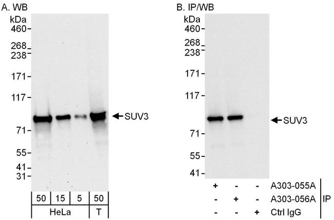 SUV3 Antibody in Western Blot (WB)