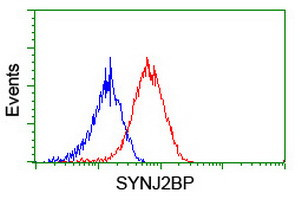 SYNJ2BP Antibody in Flow Cytometry (Flow)