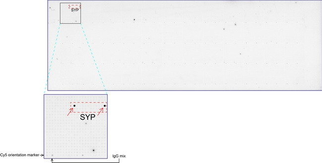 SYP Antibody in Peptide array (ARRAY)