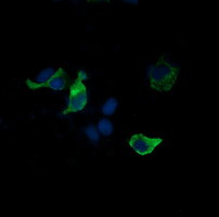 SYP Antibody in Immunocytochemistry (ICC/IF)