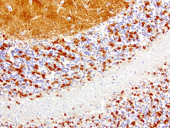 SYP Antibody in Immunohistochemistry (Paraffin) (IHC (P))