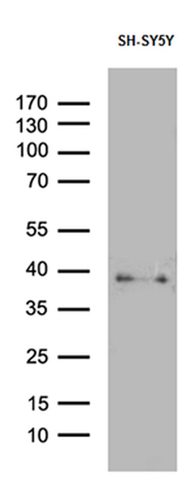 SYP Antibody in Western Blot (WB)