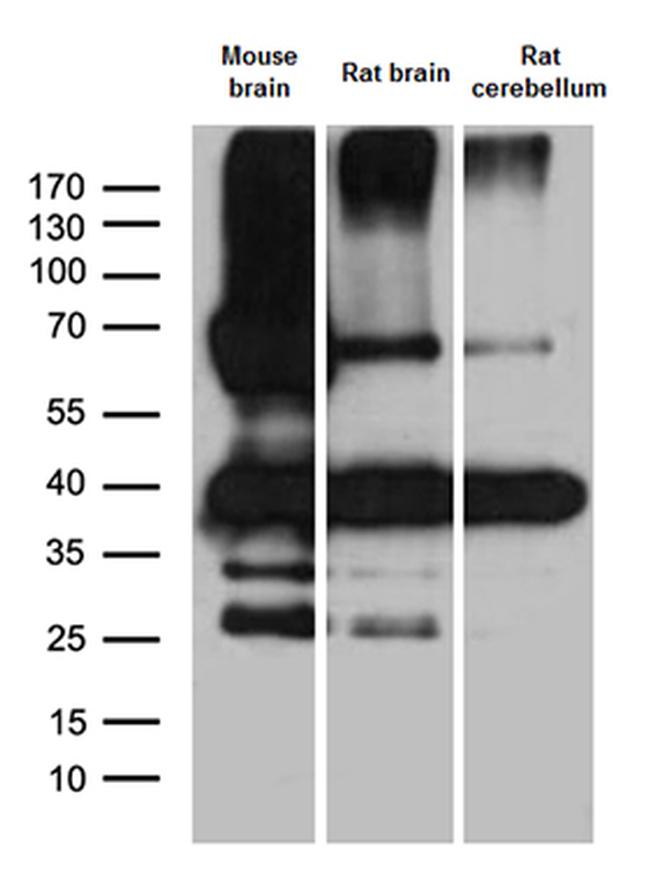 SYP Antibody in Western Blot (WB)