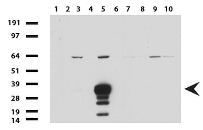 SYP Antibody in Western Blot (WB)