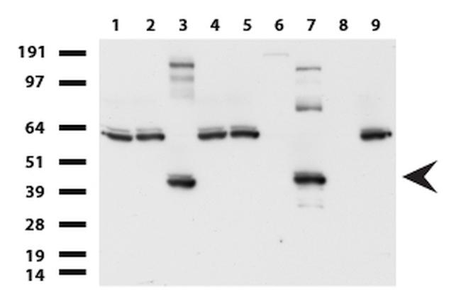 SYP Antibody in Western Blot (WB)