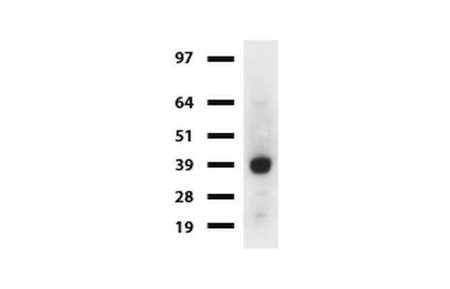 SYP Antibody in Western Blot (WB)