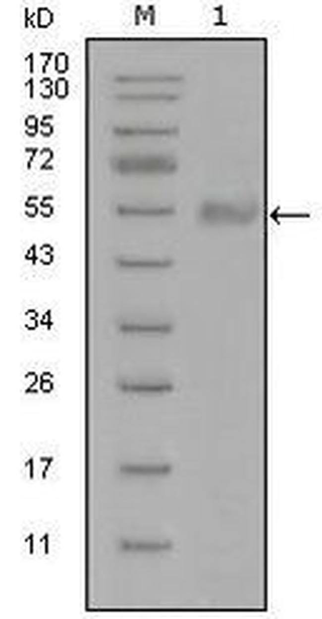 Synaptotagmin 1 Antibody in Western Blot (WB)