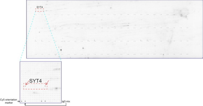 SYT4 Antibody in Peptide array (ARRAY)