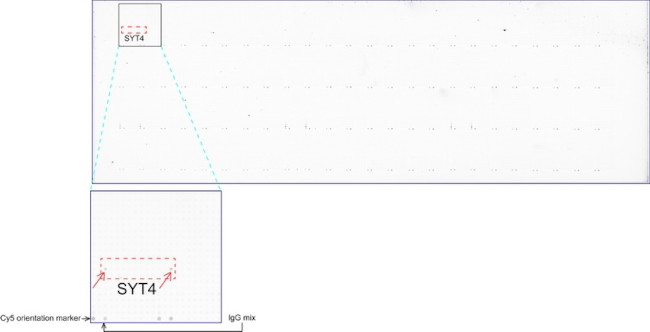 SYT4 Antibody in Peptide array (ARRAY)