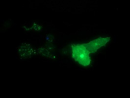 SYT4 Antibody in Immunocytochemistry (ICC/IF)