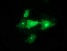 SYT4 Antibody in Immunocytochemistry (ICC/IF)