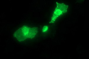 SYT4 Antibody in Immunocytochemistry (ICC/IF)