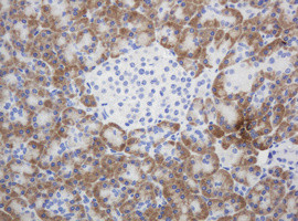 SYT4 Antibody in Immunohistochemistry (Paraffin) (IHC (P))