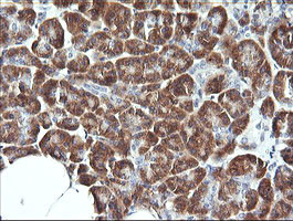 SYT4 Antibody in Immunohistochemistry (Paraffin) (IHC (P))