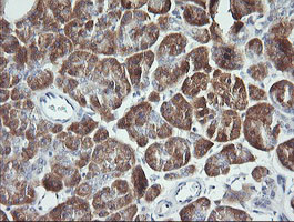 SYT4 Antibody in Immunohistochemistry (Paraffin) (IHC (P))