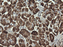 SYT4 Antibody in Immunohistochemistry (Paraffin) (IHC (P))