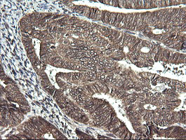 SYT4 Antibody in Immunohistochemistry (Paraffin) (IHC (P))