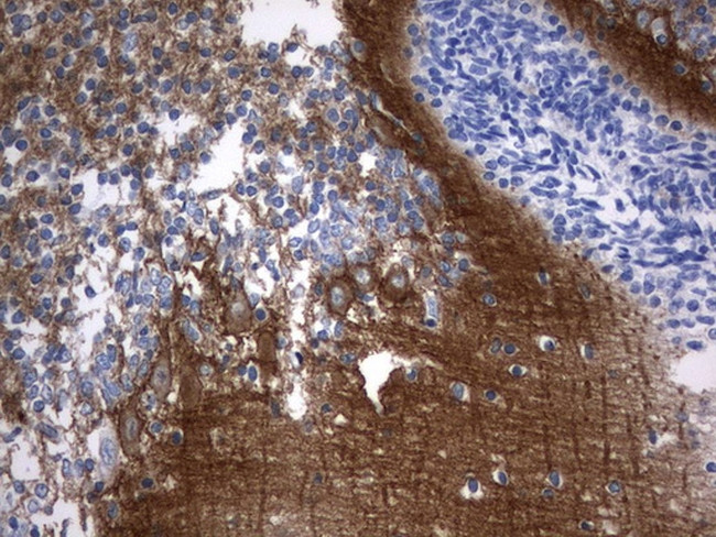 SYT4 Antibody in Immunohistochemistry (Paraffin) (IHC (P))