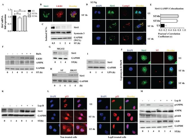 Salmonella typhimurium LPS Antibody in Western Blot (WB)