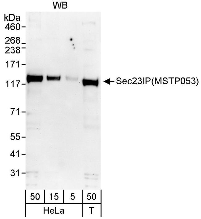 Sec23IP/MSTP053 Antibody in Western Blot (WB)