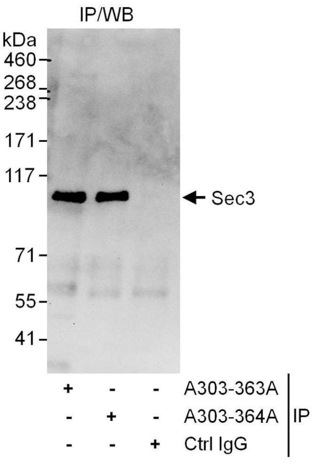 Sec3 Antibody in Immunoprecipitation (IP)