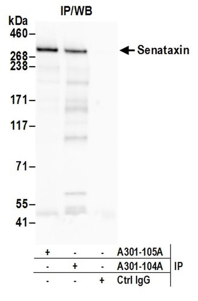 Senataxin Antibody in Western Blot (WB)