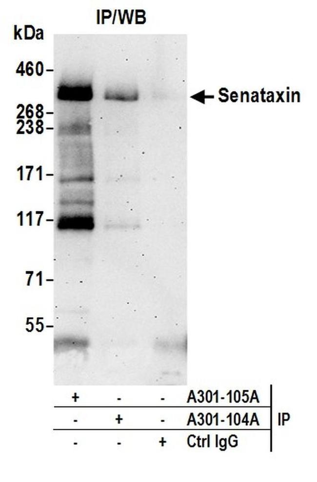 Senataxin Antibody in Western Blot (WB)