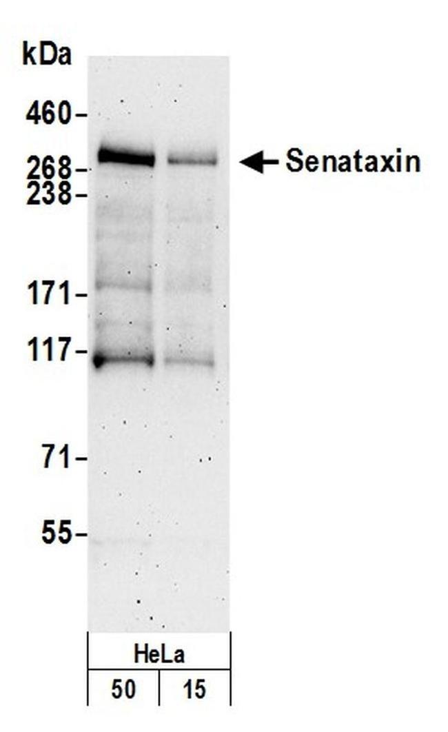 Senataxin Antibody in Western Blot (WB)