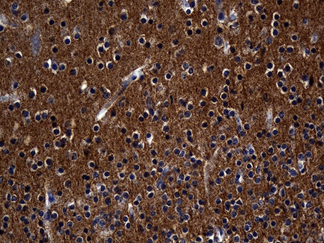 Septin 3 Antibody in Immunohistochemistry (Paraffin) (IHC (P))