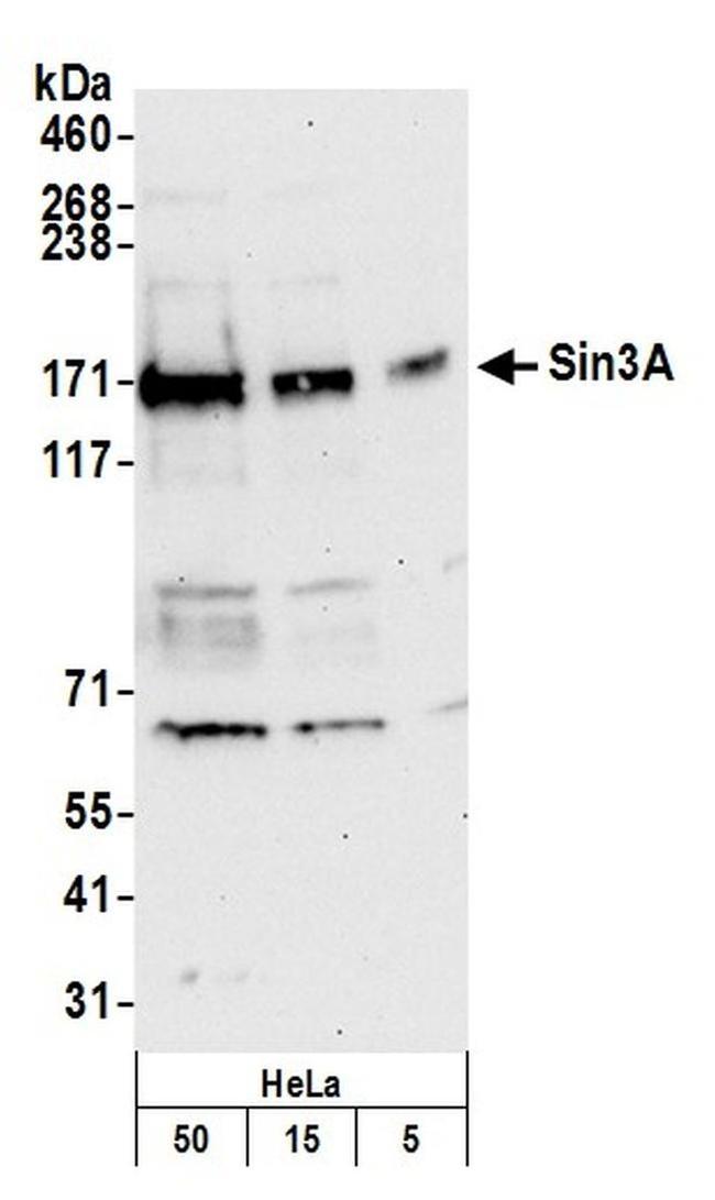 Sin3A Antibody in Western Blot (WB)