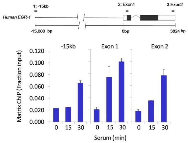 SIN3A Antibody in ChIP Assay (ChIP)